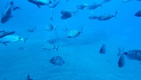 Fische